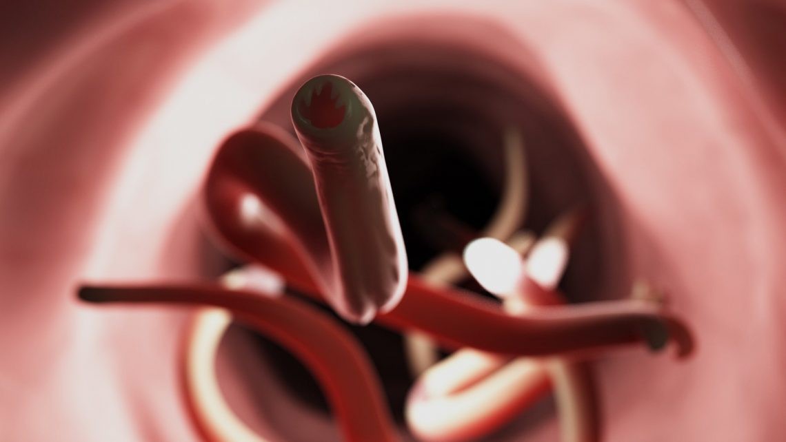 Tęgoryjec dwunastnicy (Ancylostoma duodenale)