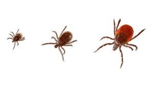 Kleszcze atakują - czyli jak dochodzi do zachorowania na borelioze oraz jak chronić się przed kleszczami