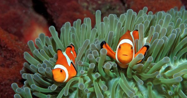 Zwierzęta też zmieniają płeć