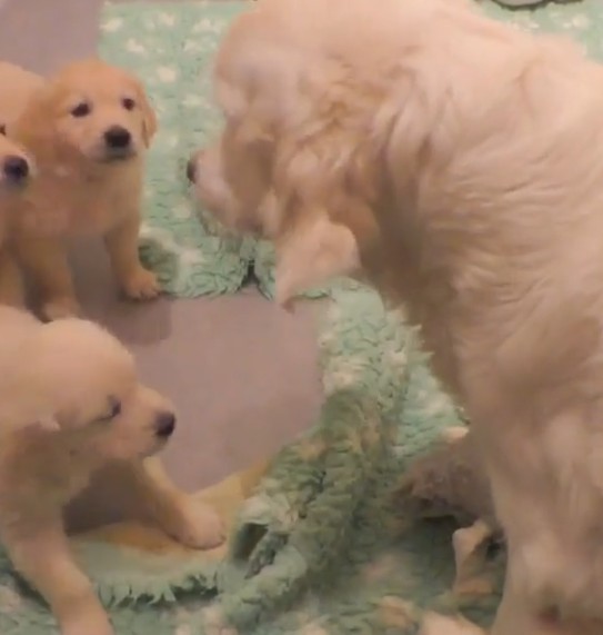 Lekcja cierpliwości - wkurzony labrador