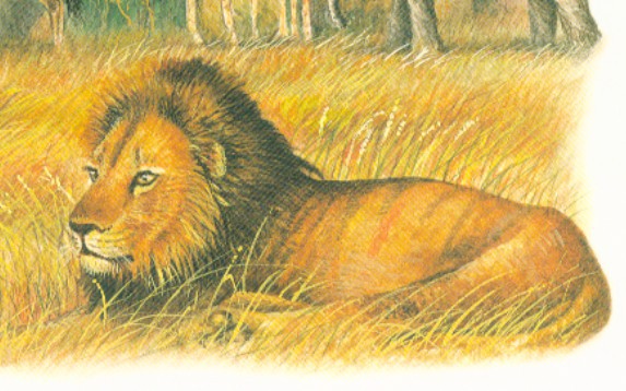 Tereny trawiaste -  gdzie występuja, jakie gatunki zamieszkują