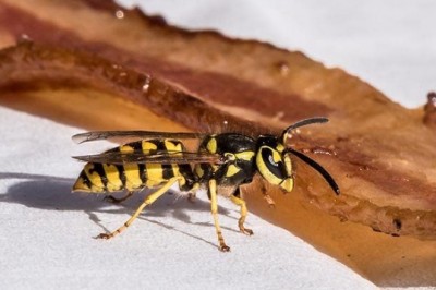 Jak złagodzić ukąszenie szerszenia?