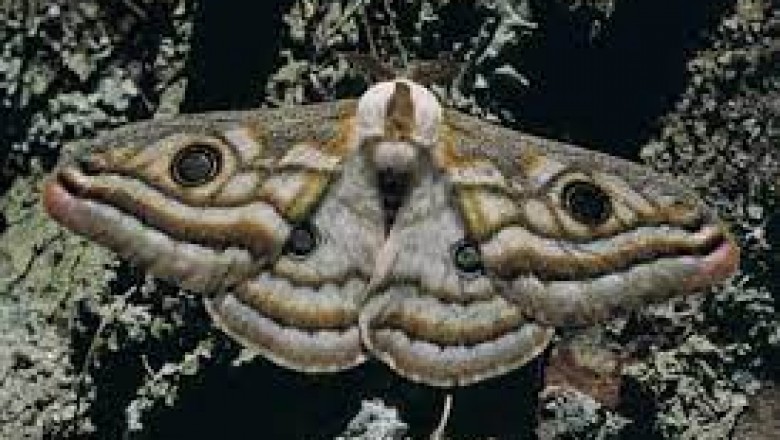 Dlaczego ćmy lecą do światła?