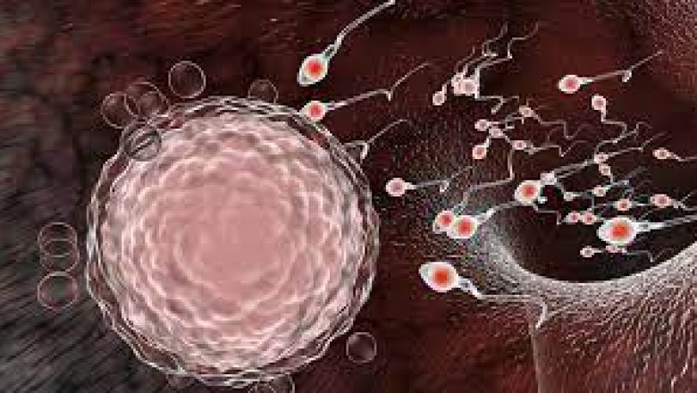 Jak mogę zwiększyć prawdopodobieństwo zajścia w ciążę? Jak zwiększyć płodność?
