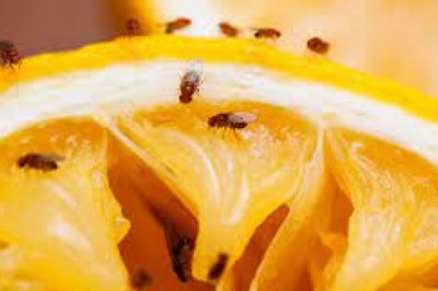 Domowe sposoby na muszki owocówki. Z czego zrobić pułapkę na muszki owocówki? Jak walczyć z muszkami owocowymi?