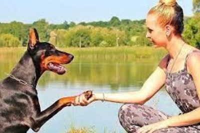 Jak ustrzec psa przed kleszczami? Co najlepsze na kleszcze dla psa z długą sierścią?