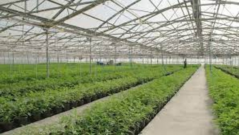 Marihuana nowy biznes ((2017) - cały film online za darmo z lektorem.