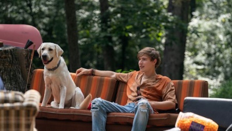 Zaginiony pies (2023) - cały film online za darmo z lektorem.