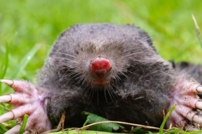 Jak pozbyć się kreta z ogrodu