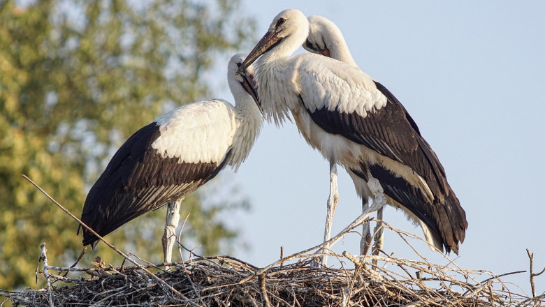DLACZEGO bocian klekocze?