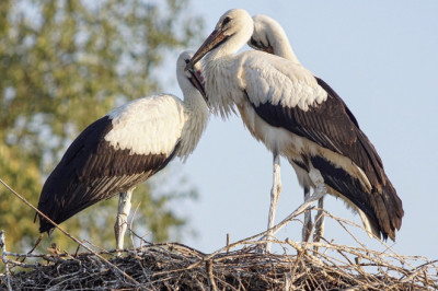 DLACZEGO bocian klekocze?