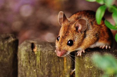 Jak pozbyć się myszy z domu?