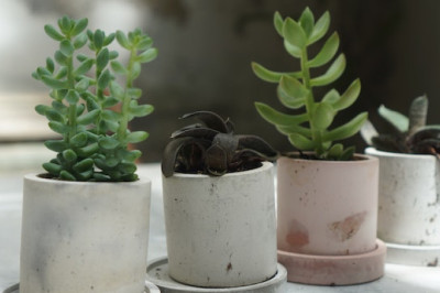 Jak czyścić rośliny z kurzu?