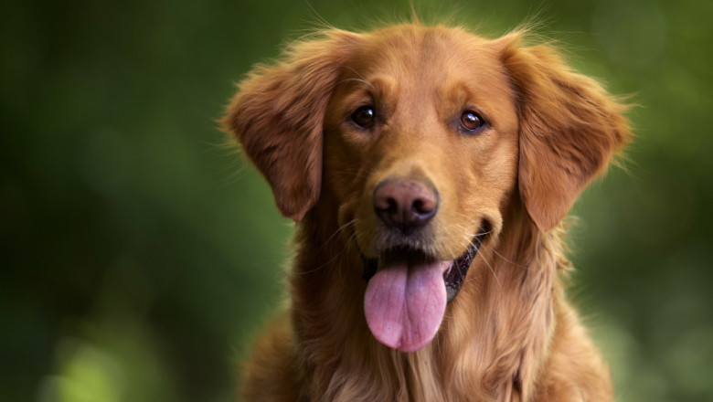 Co robić, gdy pies sika w domu?