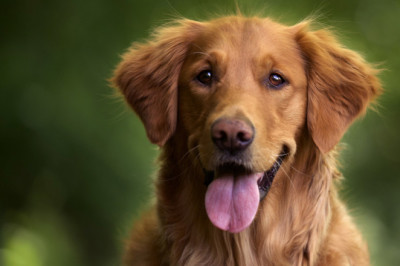 Co robić, gdy pies sika w domu?