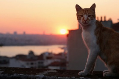 Kedi - sekretne życie kotów (2016) - Cały Film Online •Gdzie obejrzeć za darmo • Recenzja