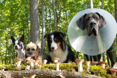 Spuszczone ze smyczy (2023) - Cały Film Online •Gdzie obejrzeć za darmo • Recenzja