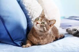 Dlaczego kocury podlewają stojące przedmioty?