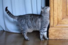 Skąd wzięło się powiedzenie: „Bawi się jak kot myszą