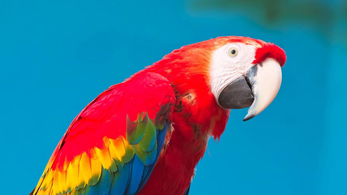 Test dla ludzi lubiących teatr: Jaka papuga pasuje do twojego charakteru?