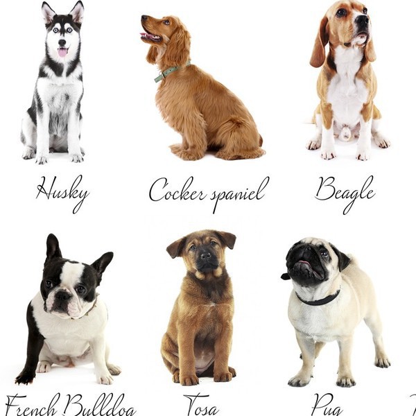 Test: Jaka rasa psa pasuje do ciebie? Czy jesteś gotowa na posiadanie psa?