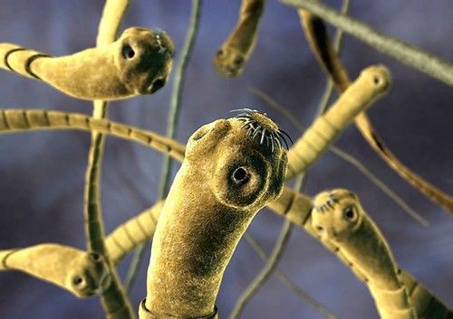 5 groźnych pasożytów, które żyją w naszych jelitach, pod skórą i w głowie!