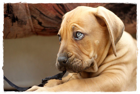 Jak dobrze rozumiemy mowę psów