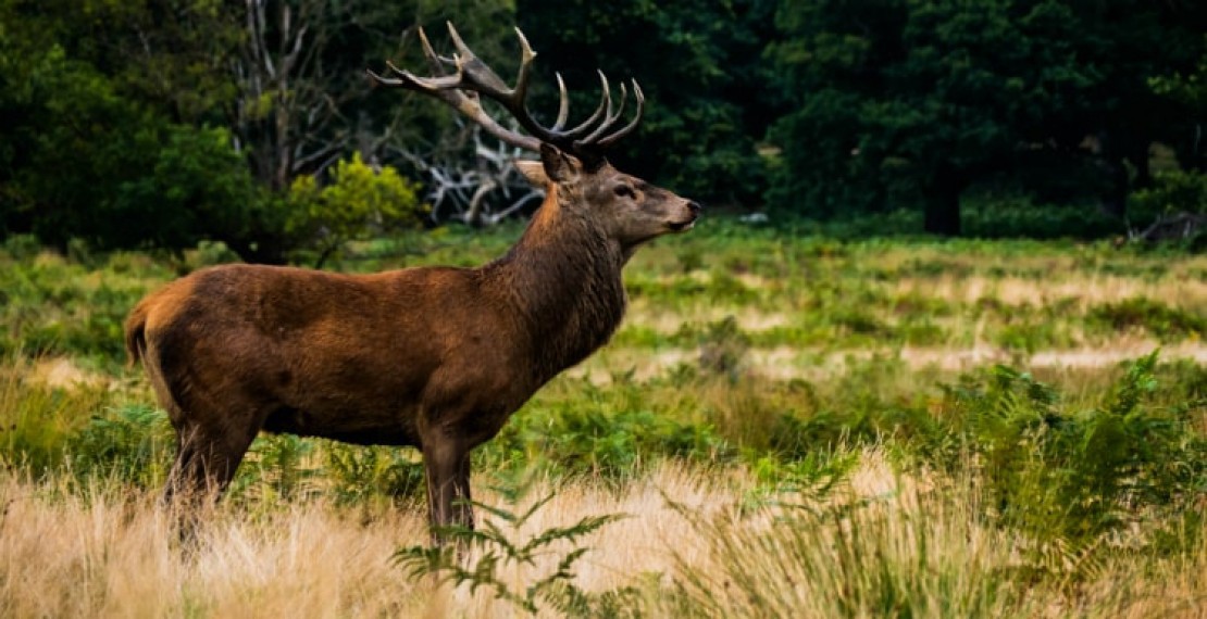 Łoś jest największym jeleniowatym świata. Poza okresem godowym żyje: