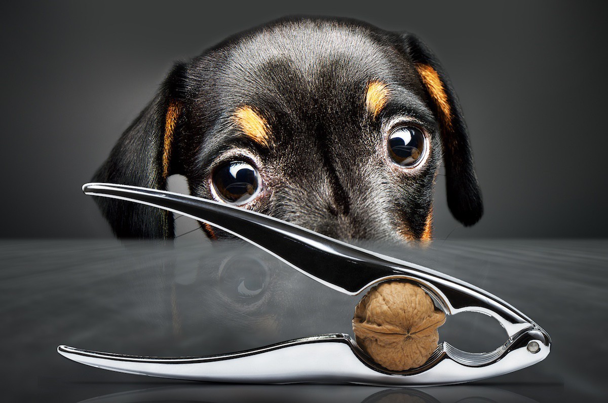 Kastracja psa - na czym polega,  wpływ na zdrowie oraz temperament psa.