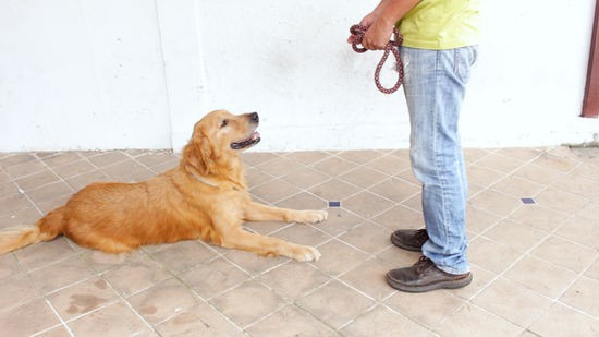 Jak nuczyć psa komendy waruj