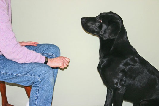 Jak nuczyć psa komendy ZOSTAW