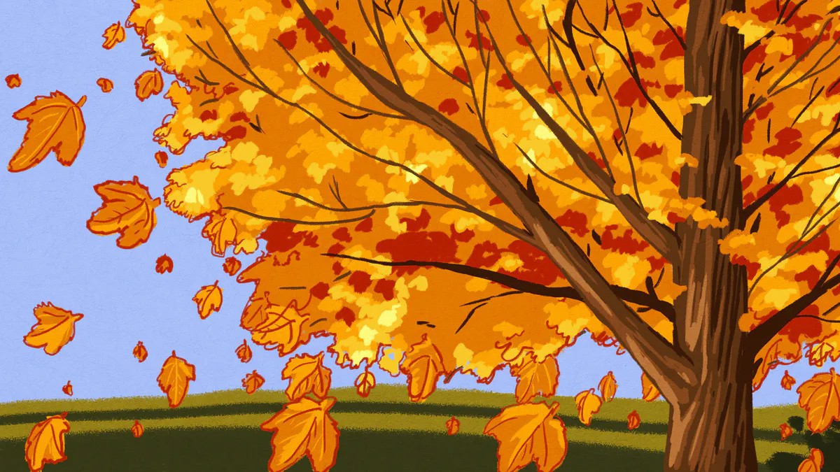 Dlaczego drzewa gubią liście?