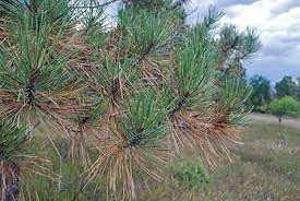 Dlaczego sosna ma igły?