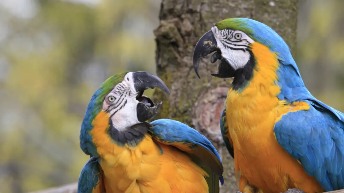 Czy papugi potrafią mówić?