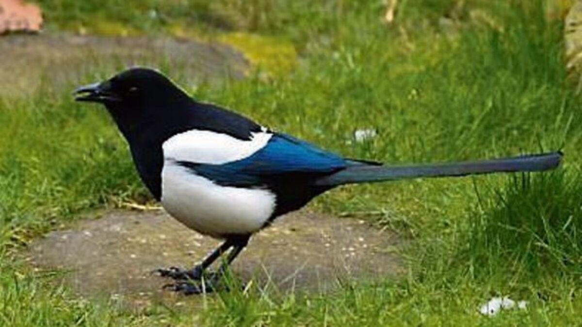 Dlaczego sroka kradnie?