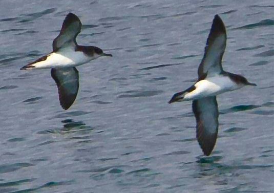 W jaki sposób zwierzęta orientują się podczas wędrówki?