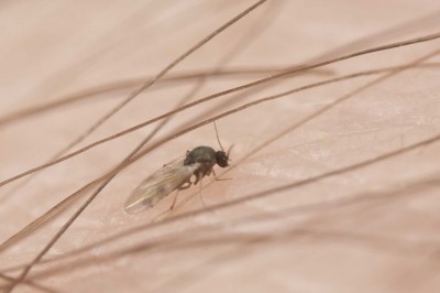 Co zrobić na ugryzienie meszki?