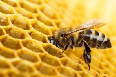 Czy żądło pszczoły trzeba wyjąć?