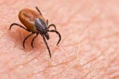 Gdzie najczęściej możemy natknąć się na kleszcze? Czy tylko w lasach, wśród drzew?