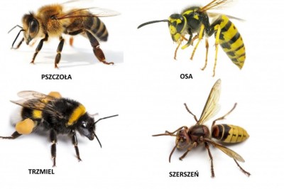 Jak złagodzić użądlenie pszczoły i osy?