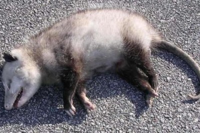 Dlaczego niektóre zwierzęta udają martwe?