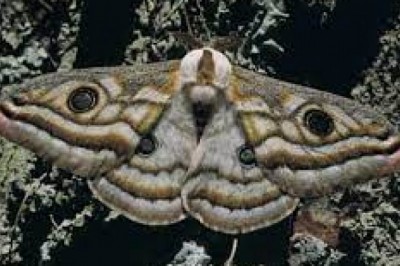 Dlaczego ćmy lecą do światła?