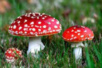 Jak sprawdzić czy grzyb jest jadalny? Czym różnią się grzyby jadalne od trujących? Jakie grzyby jadalne można pomylić z trującymi?