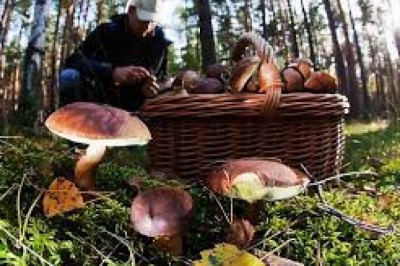 Zbieranie grzybów - za co można dostać mandat w lesie?