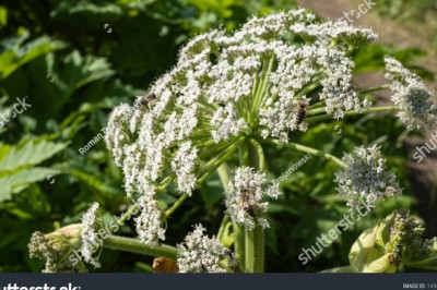 Co powoduje barszcz Sosnowskiego? Co zrobić po oparzeniu barszczem Sosnowskiego?