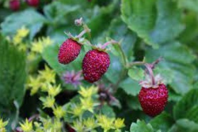 Co w lesie nadaje się do jedzenia? Co jest jadalne w lesie?