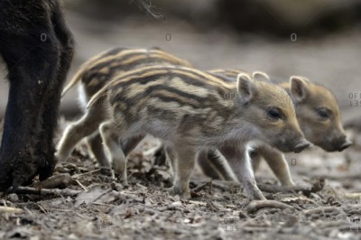 Co zrobić, gdy potrącimy dzikie zwierzę?