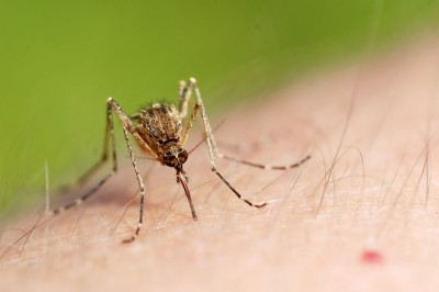 Co zrobić gdy w lesie przeszkadzają komary i muchy?