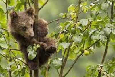 Co zrobić, gdy w lesie spotykamy dzikie(groźne) zwierzę?