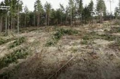 Co zrobić gdy zgubimy się w lesie? Jak znaleźć wyjście z lasu?